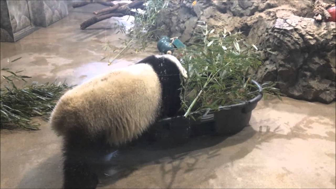 Casual-Runner.com Introduces you to Pandas at the National Zoo - YouTube