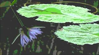 Reflections -- Toshifumi (One Hour Scenery Video of Reflections of Lilies with Birds Singing)