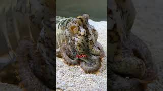 Did you know octopuses love to walk?