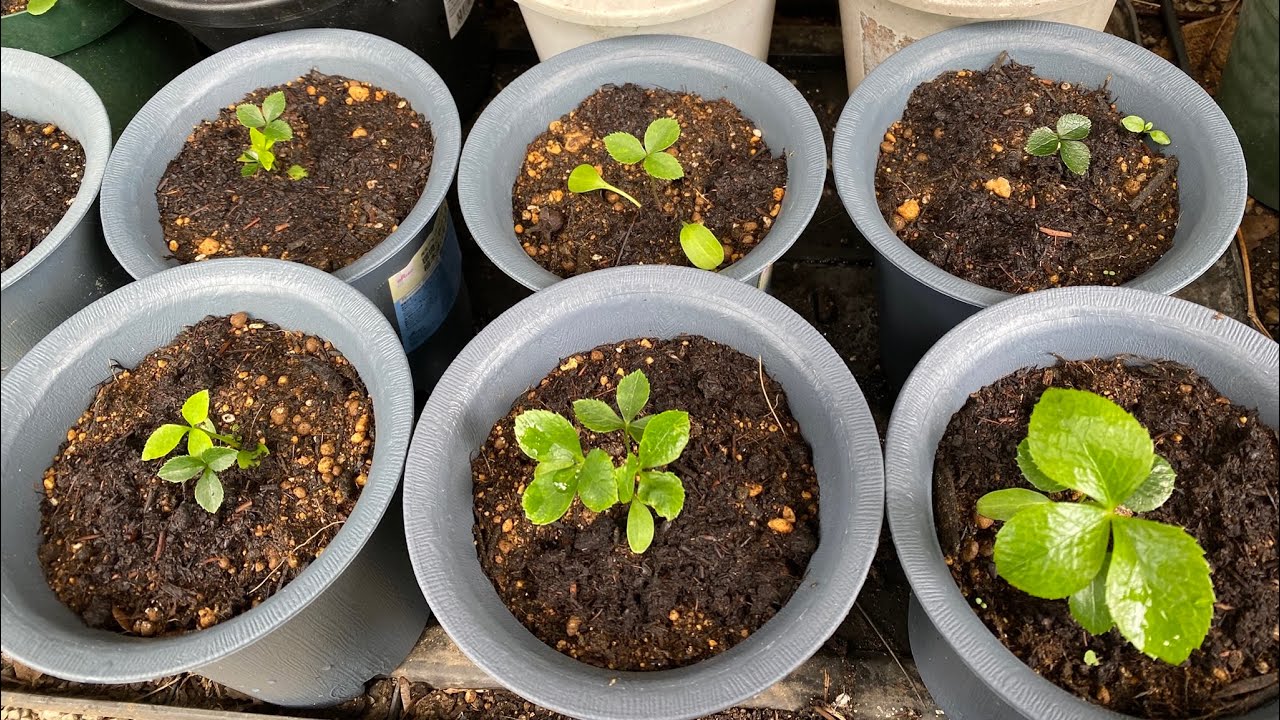 🌸クリスマスローズ。こぼれ種から発芽した子達を🌱鉢に上げました
