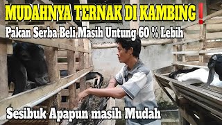 Kak Mat Paling Mudah Itu Ternak Kambing Pakan Serba Beli Masih Bisa Untung 60  Lebih