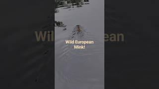 Stood on a bridge, watching a family of Mink Whats not to hike? #minkinthewild #gr11 #bera
Stood on a bridge, watching a family of Mink Whats not to hike? #minkinthewild #gr11 #bera Stood on a bridge, watching a family of Mink Whats not to hike? #minkinthewild #gr11 #bera