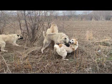 These won't stop, ATTENTION THERE IS A MASSACRE!!!!!!