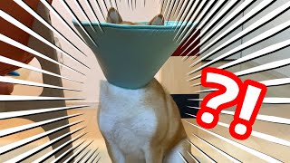 エリザベスカラーつけたら顔が埋もれました