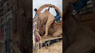 النوق الضخمة تقاد نحو العربة وسط استعراض لافت