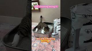 Best Gift for Cat Lovers πβ¨ Perfect for Any Holiday! Best Gift for Cat Lovers πβ¨ Perfect for Any Holiday!