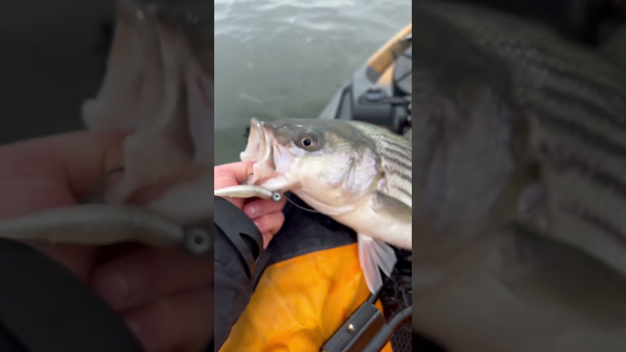 Striper Fishing with the Mulligan Lure 