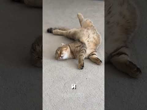 Коты приземляются на лапы?