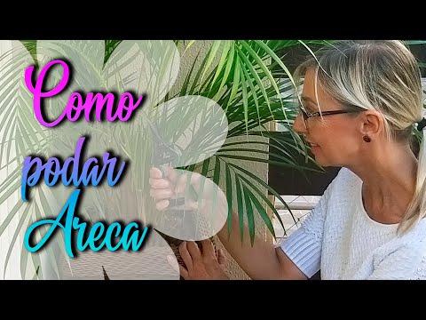 Vídeo: Poda de palmeira - Como e quando podar uma palmeira