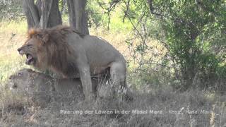 STAFA REISEN Paarung der Löwen Masai Mara
