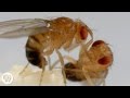 These Fighting Fruit Flies Are Superheroes of Brain Science | Deep Look