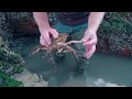 Coastal Foraging with Craig Evans mini series part 2 Foraging on the Beach and Rocky Shore.