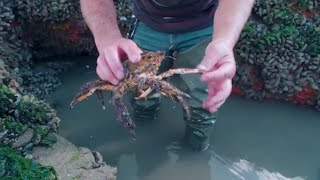 Coastal Foraging with Craig Evans mini series part 2 Foraging on the Beach and Rocky Shore. by Coastal Foraging With Craig Evans 83,078 views 5 years ago 14 minutes, 38 seconds