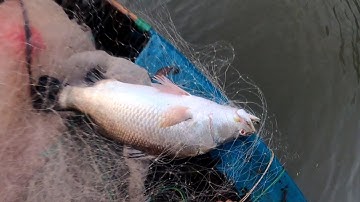 Quẹo Cần Giờ Tập 21: Kéo Lưới Cá Chẽm Khi Con Nước Ròng Chảy Siết