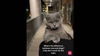 "CAT CODE" – Official Audio | Realest Cat Anthem Out Now!