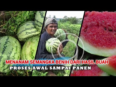 Video: Informasi Bibit Semangka - Cara Panen Bibit Semangka