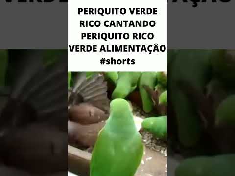 PERIQUITO VERDE RICO CANTANDO PERIQUITO RICO VERDE ALIMENTAÇÃO #shorts