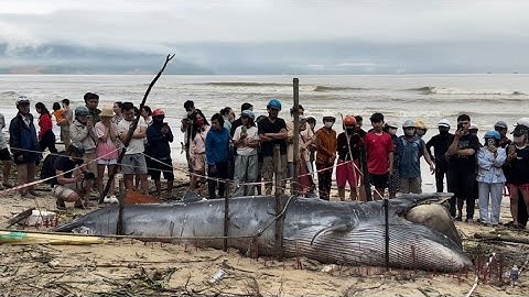 Hàng Ngàn Người Đến Xem Cá Ông Trôi Dạt Vào Bờ Biển Nguyễn Tất Thành Đà Nẵng | MI NH LÊ VLOG 