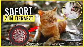 bei diesen 5 Symptomen SOFORT zum Tierarzt, deine Katze schwebt in LEBENSGEFAHR! #katze