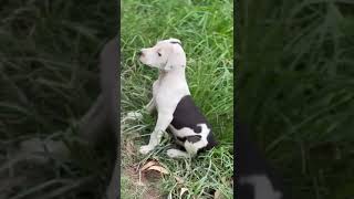 Pitbull Puppies sale in Guwahati  Assam and North East Delivery ?9435415967