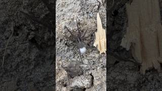 Pregnant wolf spider!!😳😳 #wow #spider #baby #shorts #fyp #photography #viral  #enjoy