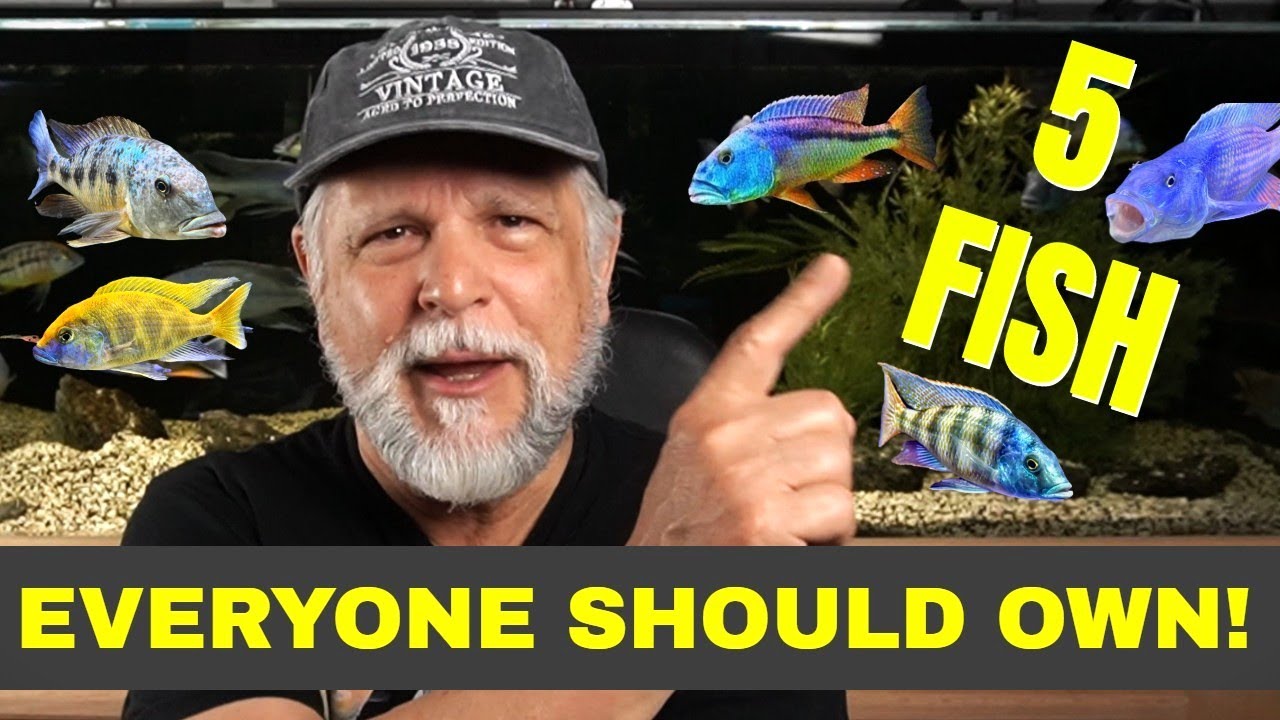 5 Fish *EVERYONE SHOULD OWN!* - YouTube