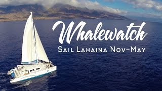 Whalewatch Sail Lahaina