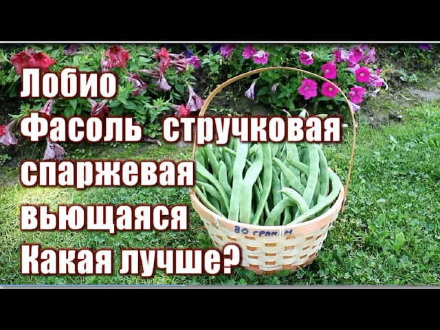 404_Лобио, стручковая фасоль, спаржевая или вьющаяся. Какая лучше?