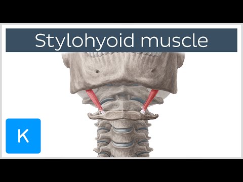 Stylohyoid булчин - Хавсралт ба функц - Хүний анатоми | Кенхуб