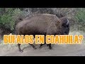 Encontramos los Búfalos en Jaguey de Ferniza, Saltillo Coahuila