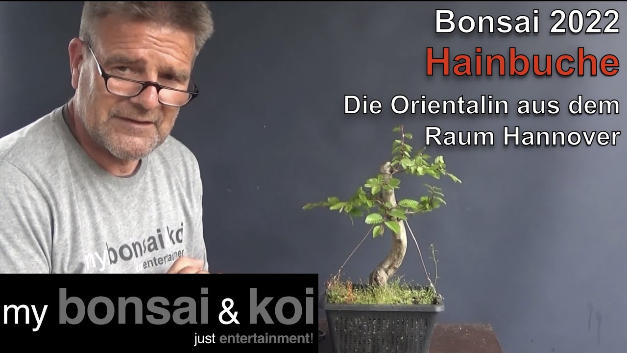 Bonsai 2022-30 - Hainbuche - Carpinus orientalis - Die Orientalin aus dem  Raum Hannover