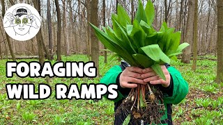 Foraging for Ramps! (Wild Leeks)