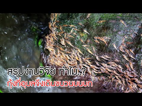 สรุปงานวิจัย ทำไม..? กุ้งที่อุบลราชธานีจึงเดินขบวนบนบก