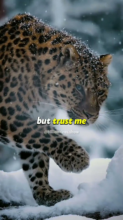 End Look #waitforend #viral #shorts #shortsvideo #cheetah #fifa #messi #2022 #goat