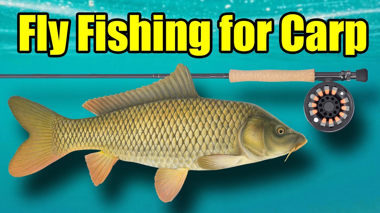 Fly Fishing for Carp – A Beginners Guide to Carp Fishing with a Fly Rod 