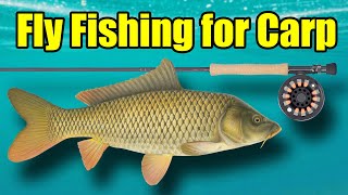 Fly Fishing for Carp – A Beginners Guide to Carp Fishing with a Fly Rod 