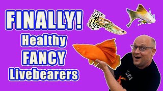 HEALTHY FANCY livebearer TOUR and CARE GUIDE!