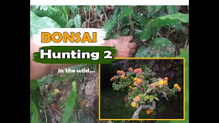 BONSAI HUNTING/PAANO MAGHUNT NG BONSAI SA BUNDOK/LOOKING BONSAI MATERIALS