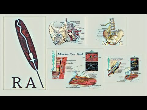 Video: Saphenusast Absteigend Genikulararterienanatomie - Körperkarten
