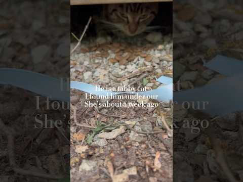 We Have A New Member Of Our Dogo Family Kitten Kitty Dogs Frenchbulldogs Frenchielovers