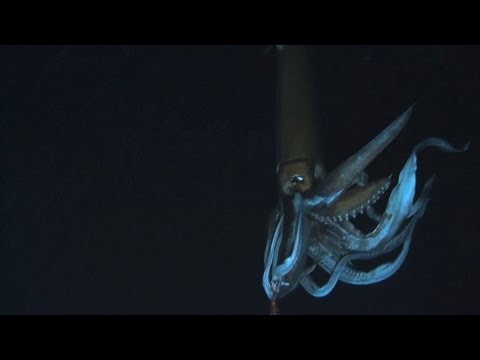 Looking for the Giant Squid | Monster Squid: The Giant is Real