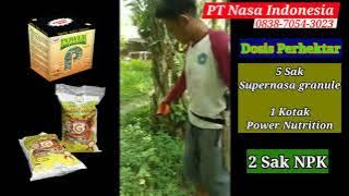 INI RAHASIANYA !,,, Cara Aplikasi Pupuk Organik Nasa Untuk Sawit Agar Hasil Panen Maksimal