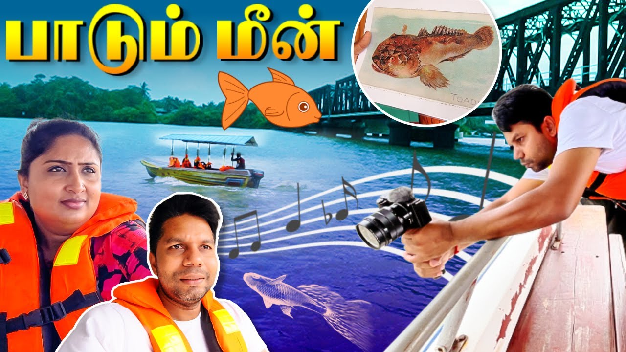 பாடும் மீன்கள் Singing Fish of Batticaloa | Sri Lanka | Rj Chandru Vlogs
