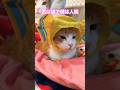 【CAT】君は猫でぼくは人間 #shorts #cat #cats #cute #かわいい #可愛い #ねこ