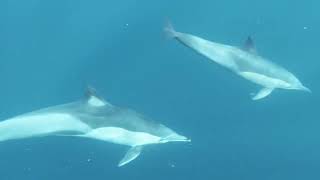 Bottlenose Dolphins 🐬