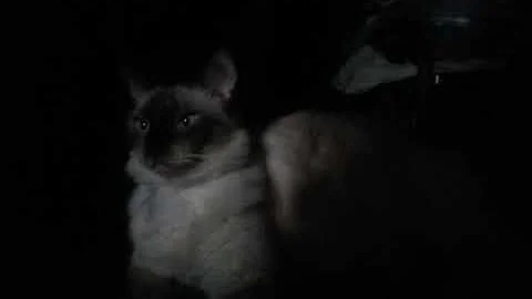 Watch the video about Balinese cat?or a Himalayan Siamese ragdoll?(1)