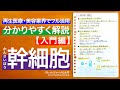 幹細胞について【ヒト幹細胞・ヒト幹細胞培養液・エイジングケア・ターンオーバー・抗老化におすすめな幹細胞について解説】