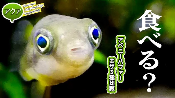食べる 食べない アベニーパファーのエサ3種比較 アクアリウム Youtube 食べる 食べない アベニーパファーのエサ3種比較 アクアリウム Youtube