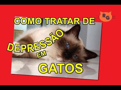 Vídeo: Depressão Em Gatos, Sintomas E Tratamento - Transtornos Do Humor Em Gatos