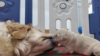 Golden Retriever Puppies show intense love for their mother part 2